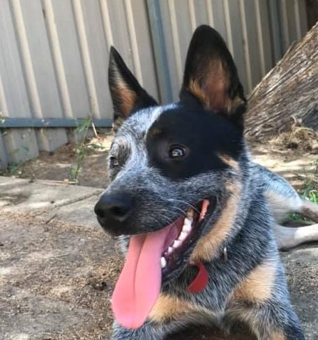 Bluey – Paws & Claws Adoptions Inc.